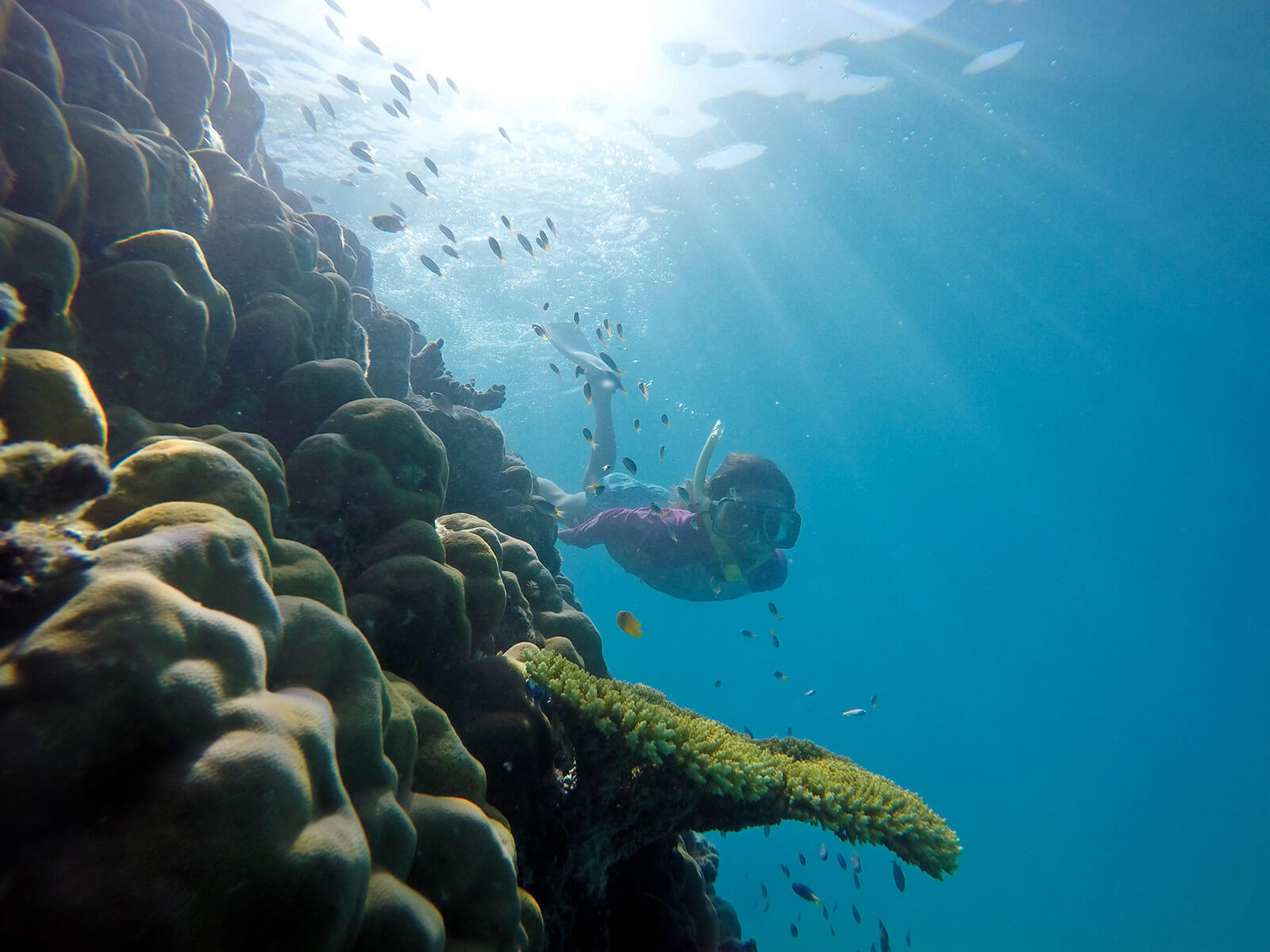 Kid snorkelling  the Great Barrier Reef