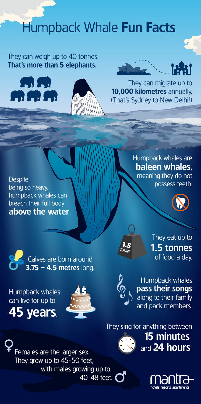 Humpback Whale Fun Facts Mantra