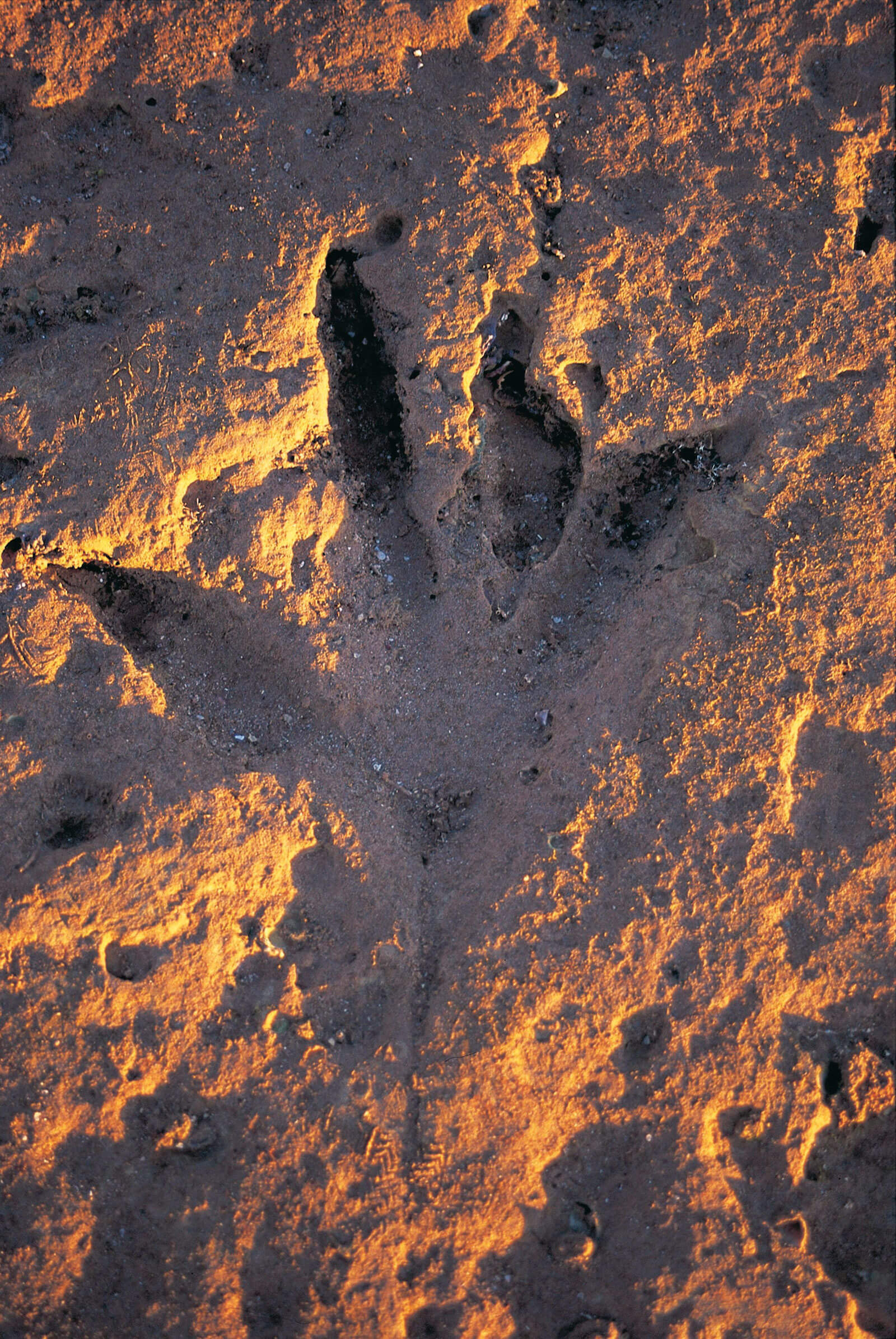 Dinosaur footprint at Gantheaume Point, Broome