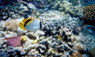 Visit Tropical North Queensland and take a tour of the Great Barrier Reef