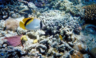The Great Barrier Reef is one of Cairns' most popular attractions.